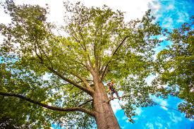 Walden, TN  Tree Services Company