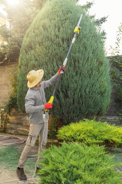 Best Pest Control for Lawns  in Walden, TN